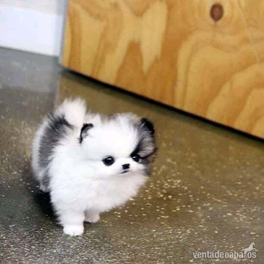 Regalo Mini Pomerania cachorros in 