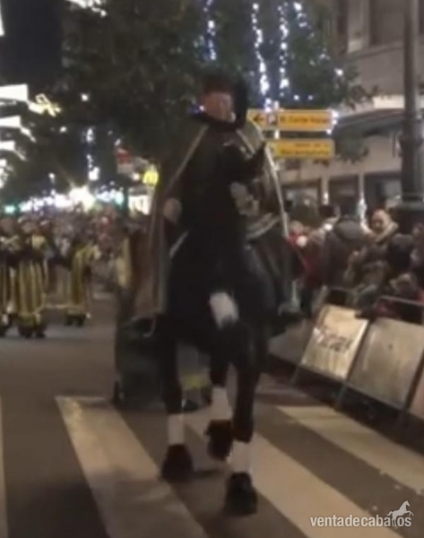 Frisón