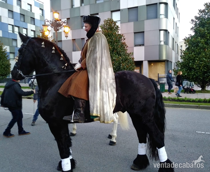 Caballos Capados Frisón - Frisón de 1,70 enganchado, paso español y piafe 