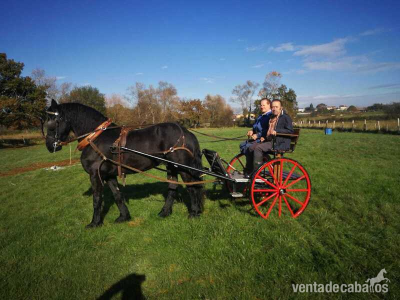 Frisón de 1,70 enganchado, paso español y piafe  - Caballos Capados Frisón