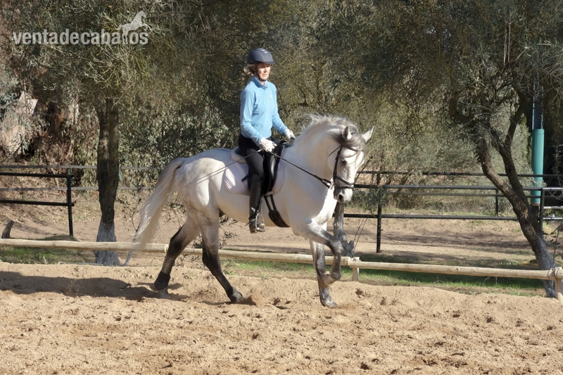 Magnifico caballo Lusitano in 
