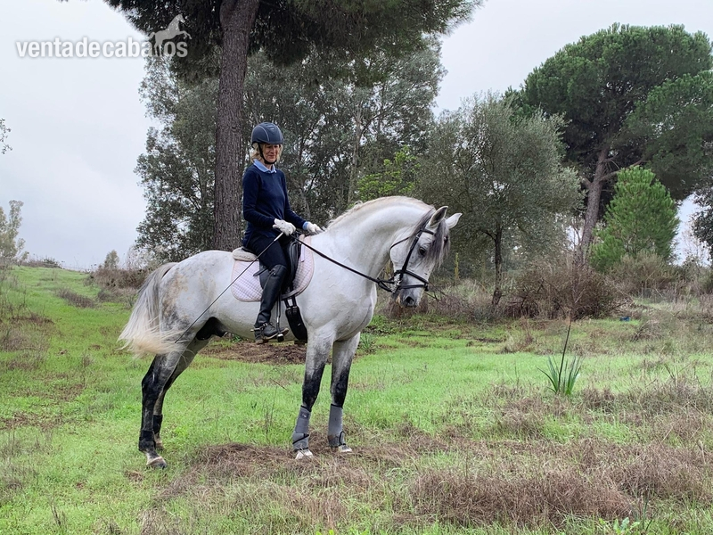 Lusitano