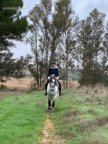 Lusitano {TYPE}