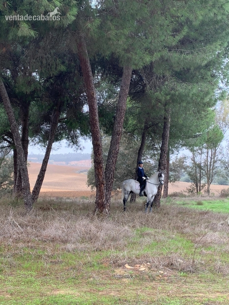 Caballos Enteros Lusitano - Magnifico caballo Lusitano