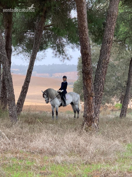 Magnifico caballo Lusitano - Caballos Enteros Lusitano
