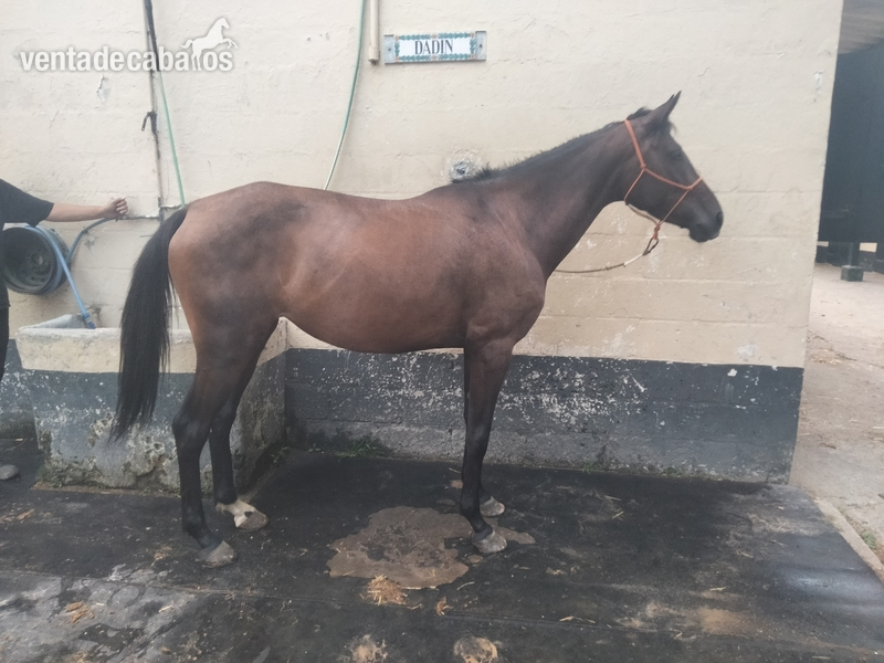 Caballo de Deporte Español (CDE) {TYPE}