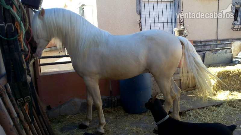 Lusitano