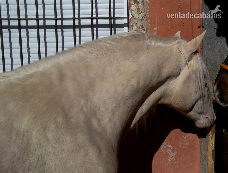 Lusitano {TYPE}