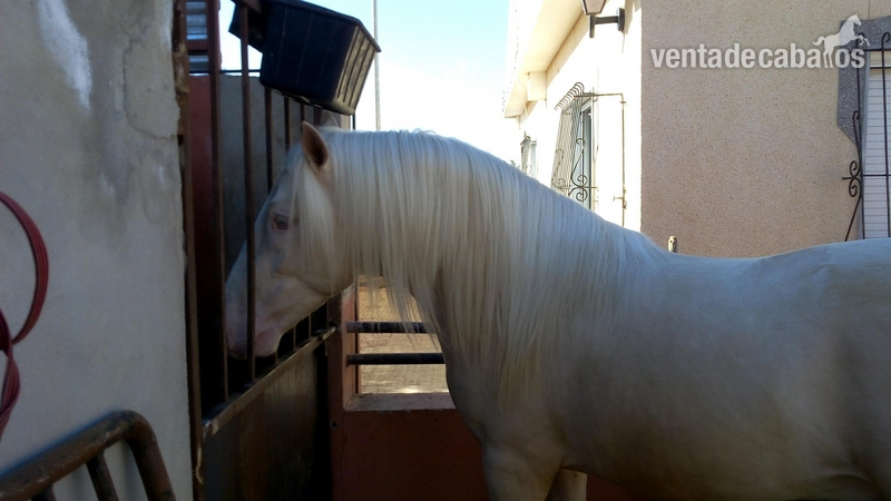 Potros Lusitano - Potro  lusitanp albino