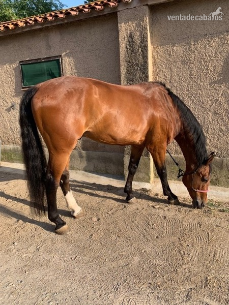 Caballo de Deporte Español in 