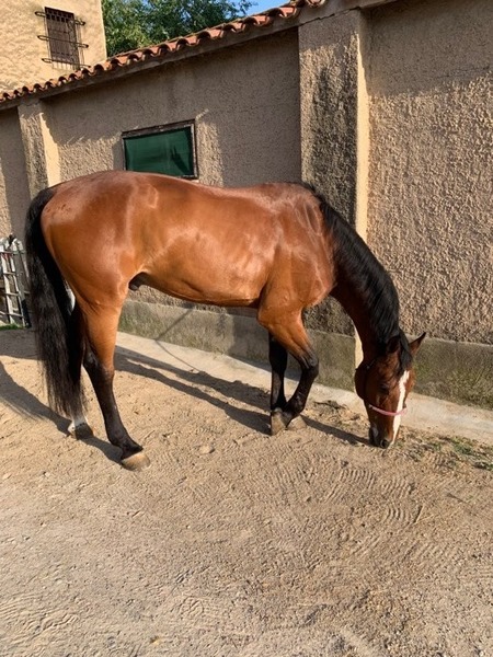 Caballo de Deporte Español (CDE)