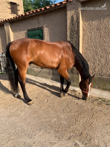 Caballo de Deporte Español (CDE)