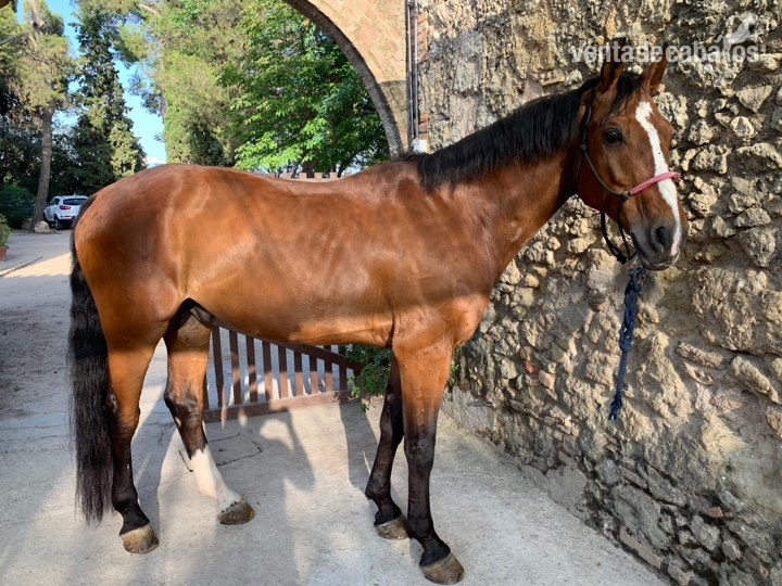 Caballo de Deporte Español (CDE) {TYPE}