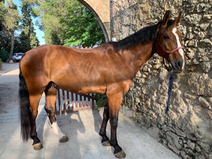 Caballo de Deporte Español (CDE) {TYPE}