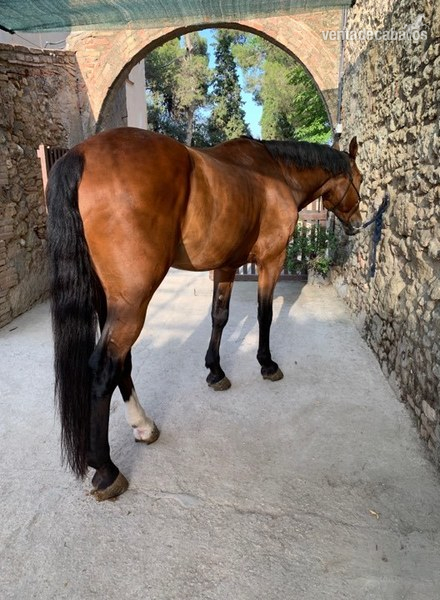 Caballo de Deporte Español - Caballos Pura Raza Española (P.R.E.) Caballo de Deporte Español (CDE)