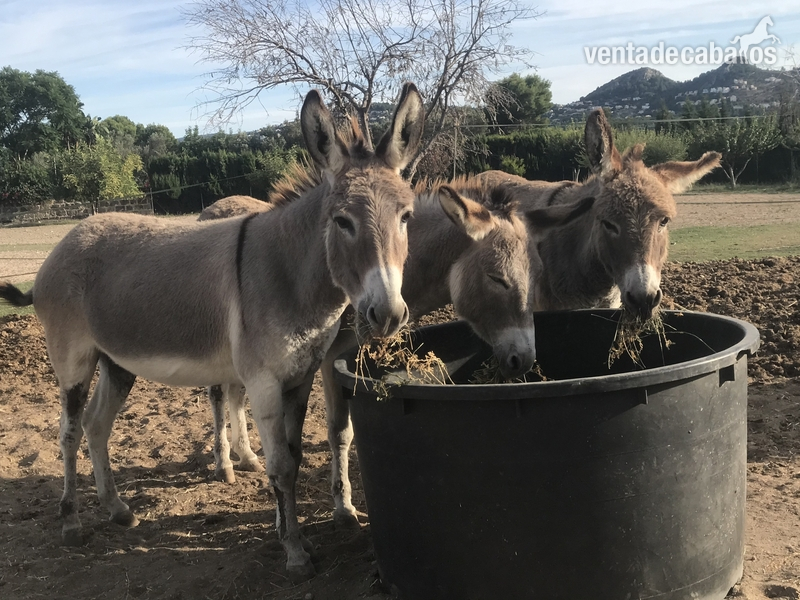 3 burras enganchadas  in 