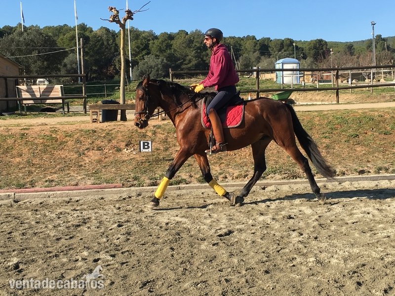 Caballos Pura Raza Española (P.R.E.) Pura Raza Española - Espectacular potro PRE