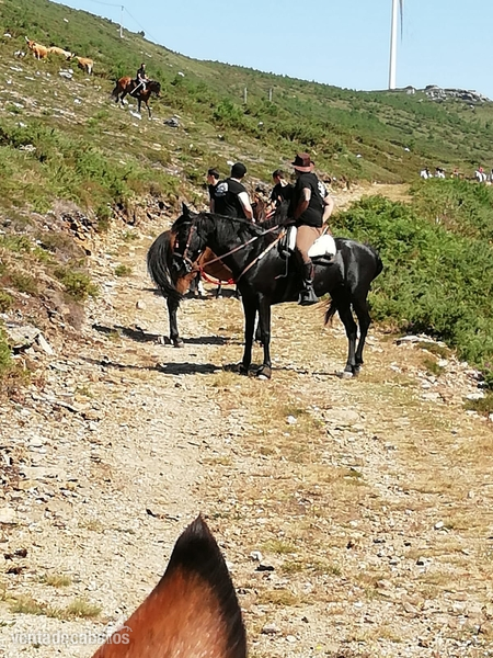 Yegua Cruce Frison  in 