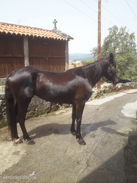 Busco/Cambio/Cedo Caballo Cruce Frison  - Yegua Cruce Frison 