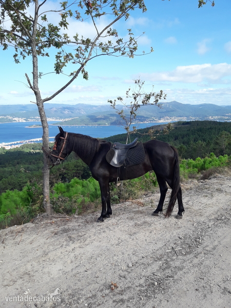 Yegua Cruce Frison  - Busco/Cambio/Cedo Caballo Cruce Frison 