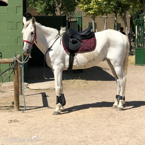 Cruzado pre 