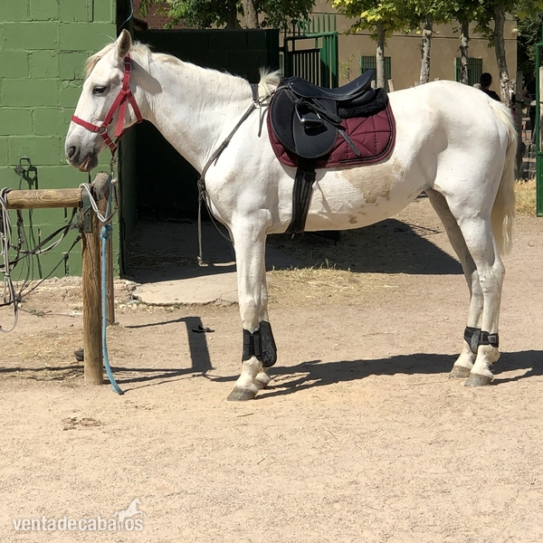 Cruzado pre  {TYPE}