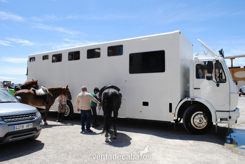  CAMIÓN PARA 7 CABALLOS