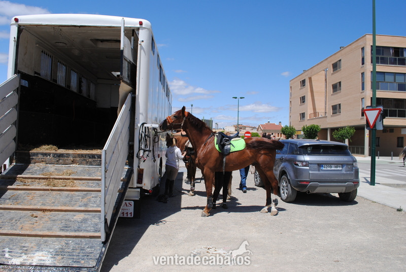 CAMIÓN PARA 7 CABALLOS - Transportes de caballos in 