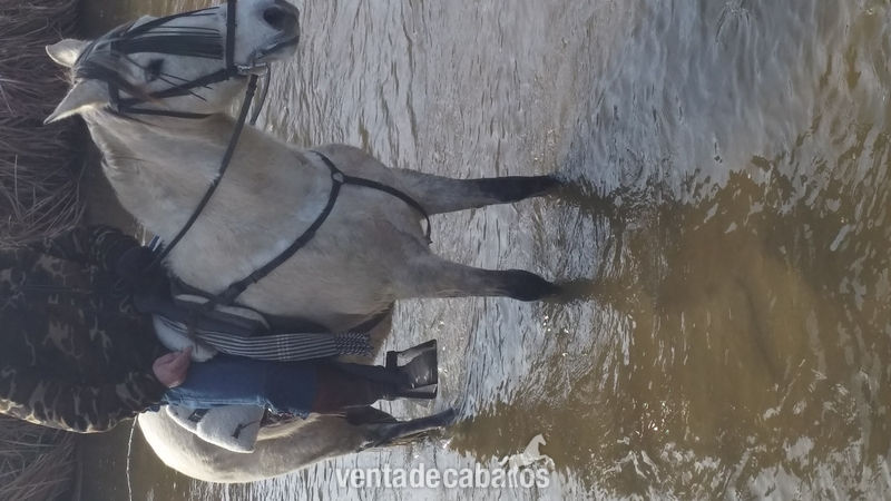 Lusitano