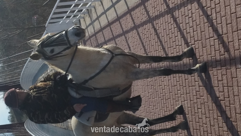 Lusitano {TYPE}