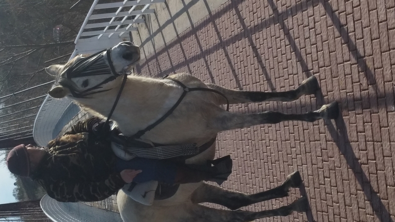 Lusitano {TYPE}