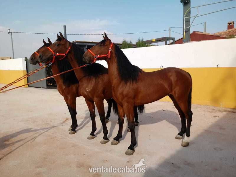 CABALLOS P.R.E ,P.S.L CRUZADOS in 