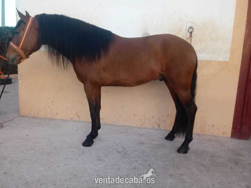 Caballos Pura Raza Española (P.R.E.) Pura Raza Española - CABALLOS P.R.E ,P.S.L CRUZADOS