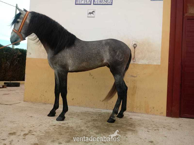 CABALLOS P.R.E ,P.S.L CRUZADOS - Caballos Pura Raza Española (P.R.E.) Pura Raza Española