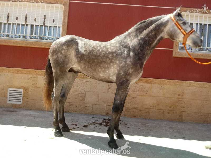 CABALLOS P.R.E ,P.S.L CRUZADOS - Pura Raza Española