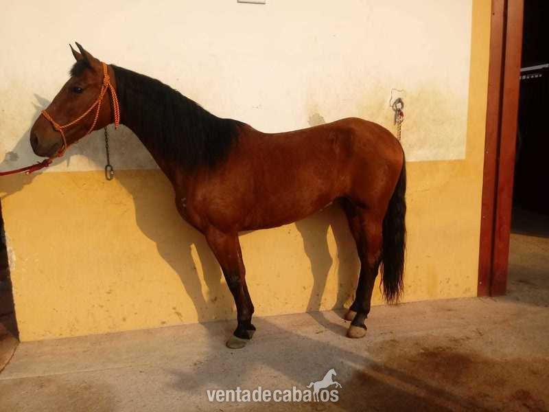 CABALLOS P.R.E ,P.S.L CRUZADOS - Caballos Pura Raza Española (P.R.E.)