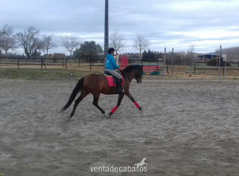 Yegua Pura Raza Española in 