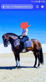 excepcional caballo entero castaño morcillo