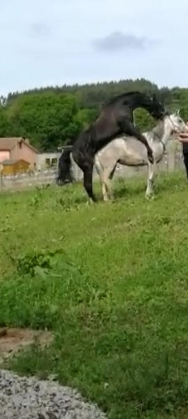 Caballo de Deporte Español (CDE)