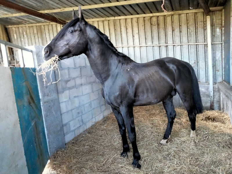 Caballo de Deporte Español (CDE) {TYPE}