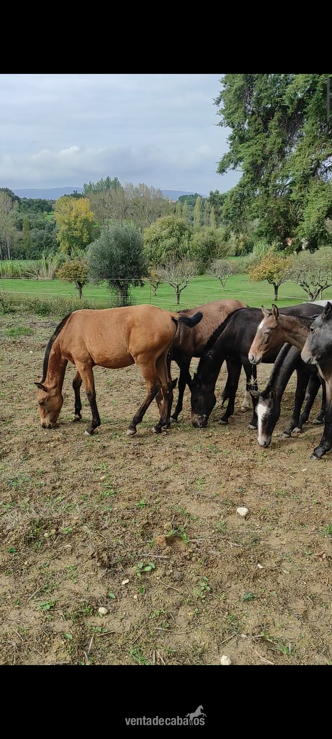 Potros Lusitanos libro azul , de las mejores líneas  in 