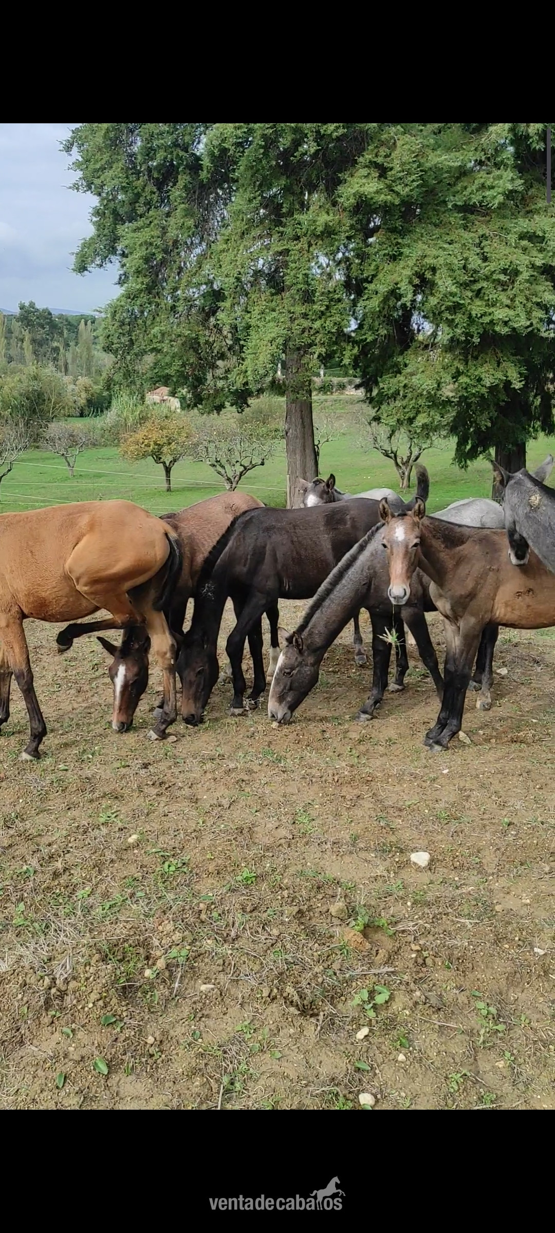 Potros EMPTY - Potros Lusitanos libro azul , de las mejores líneas 