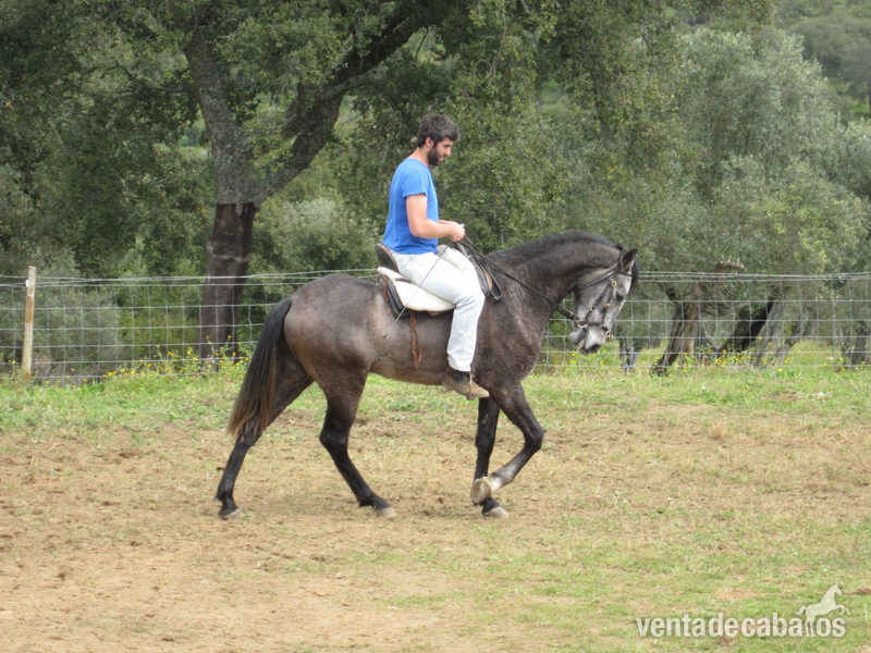 Vendo cavalo lusitano in 