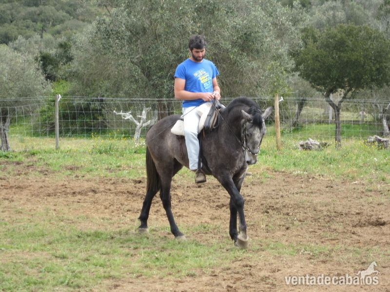 Lusitano