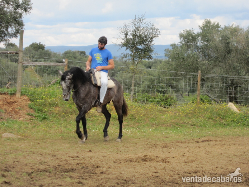 Lusitano {TYPE}