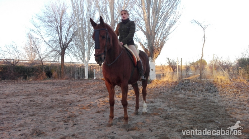 Venta de jaca campera in 