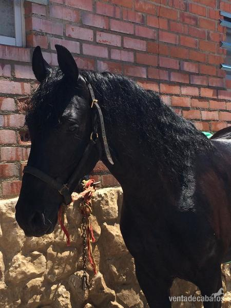 TRONCO CABALLOS NEGROS in 