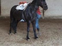 TRONCO CABALLOS NEGROS