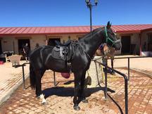 Cesion de ponis y Caballos