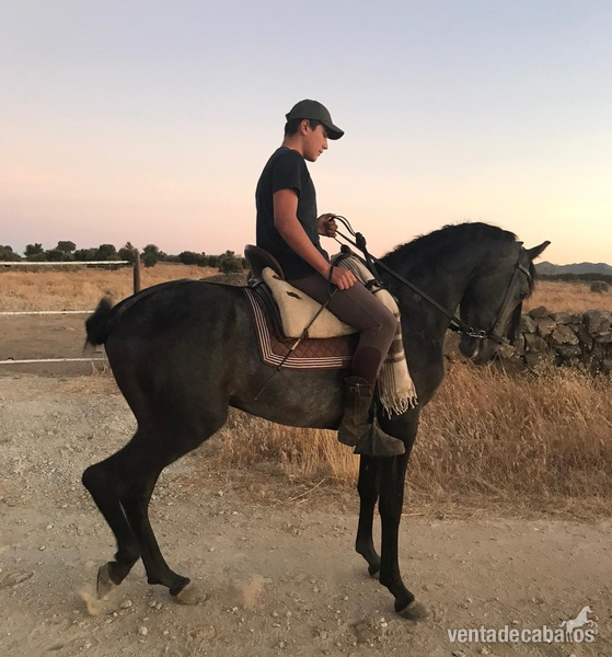 Excelente potro vaquero  in 